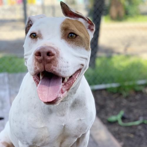 Oakland Ca Pit Bull Terrier Meet Mati A Pet For Adoption