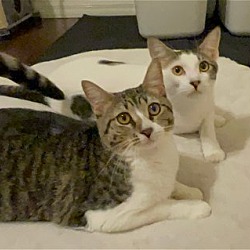 Photo of Chickpea (and Tofu)