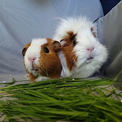Photo of Pippi