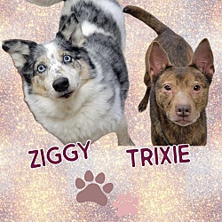 Photo of Ziggy and Trixie