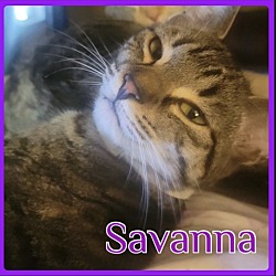 Photo of SAVANNA