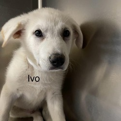 Photo of Ivo