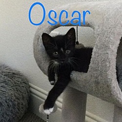 Thumbnail photo of 'Oscar' #4