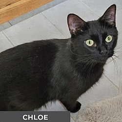 Thumbnail photo of Chloe #1