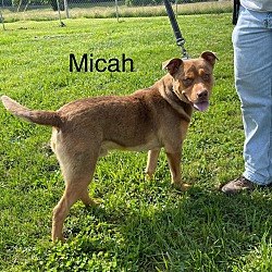 Thumbnail photo of Micah 🐾 #4