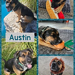 Thumbnail photo of Austin #1