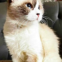 Thumbnail photo of Mocca (Ragdoll) #1