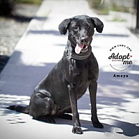 adopt a pet