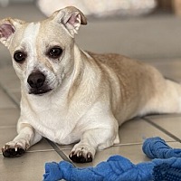 adopt a pet