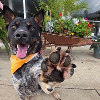 adopt a pet