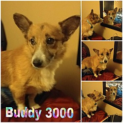 Photo of Buddy3000