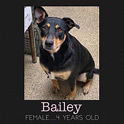 Photo of Bailey
