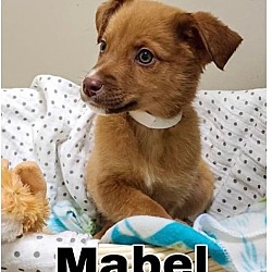 Photo of Mabel