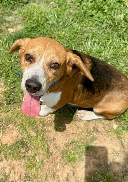 Gainesville, Ga - Beagle. Meet Rupert A Pet For Adoption - Adoptapet.com