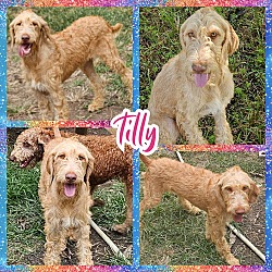 Thumbnail photo of Tilly #1