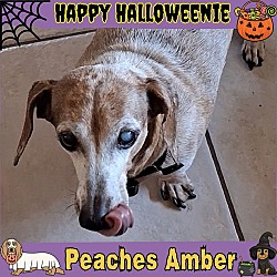 Thumbnail photo of Peaches Amber #1