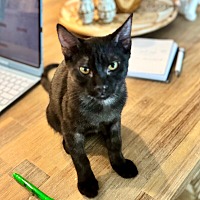 adopt-pet