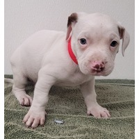 adopt-pet
