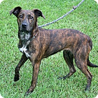 Newport, NC - Plott Hound. Meet Kendall (foster care) a Pet for Adoption.