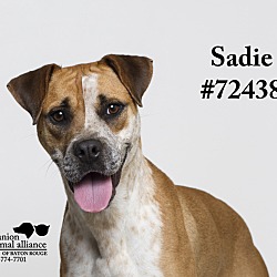 Thumbnail photo of Sadie  (Foster Care) #2