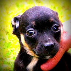 Thumbnail photo of Tumbleweed~adopted! #1