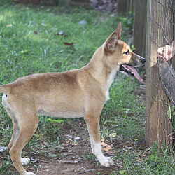 Thumbnail photo of Lucinda (fostered in NC) #1