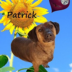 Thumbnail photo of Patrick #1