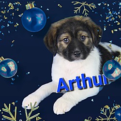 Photo of Arthur