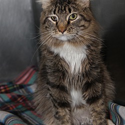 Photo of Gale(Neutered)