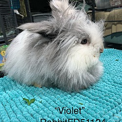 Photo of Violet