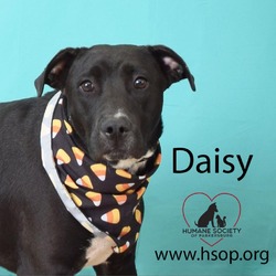 Thumbnail photo of Daisy #1