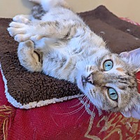 adopt a pet