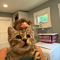 adopt a pet