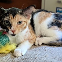 adopt a pet