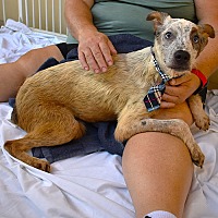 adopt a pet