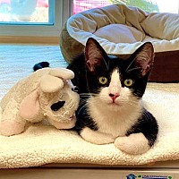 adopt a pet