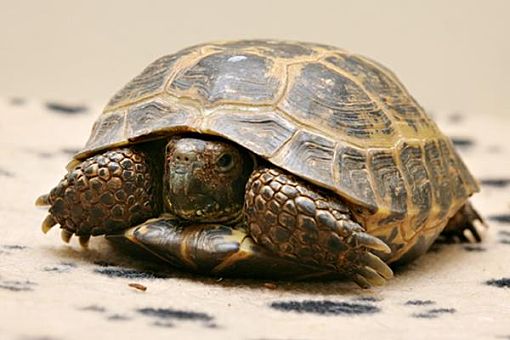 Bellingham, WA - Tortoise. Meet Turbo a Pet for Adoption - AdoptaPet.com