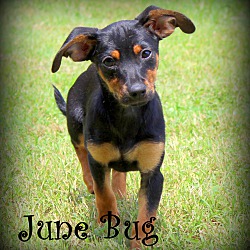 Thumbnail photo of June Bug~adopted! #3