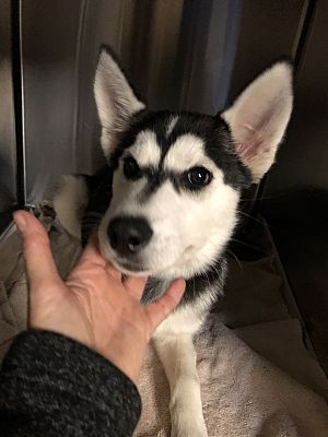 Dallas Ga Siberian Husky Meet Nalah A Pet For Adoption