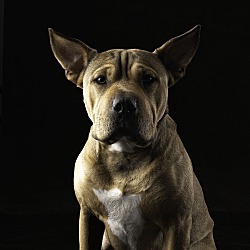 Photo of Ruby