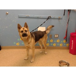 Photo of HAZEL