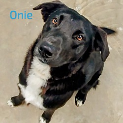 Photo of Onie