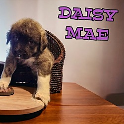 Photo of Daisy Mae