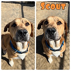 Photo of Scout