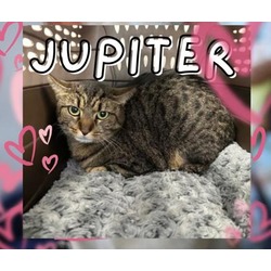 Thumbnail photo of Jupiter #1