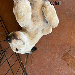 Thumbnail photo of Olaf #1