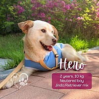 adopt a pet