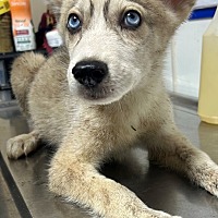 adopt a pet