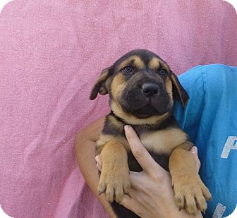 english bulldog rottweiler mix puppies