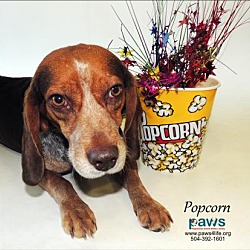 Thumbnail photo of Popcorn #2